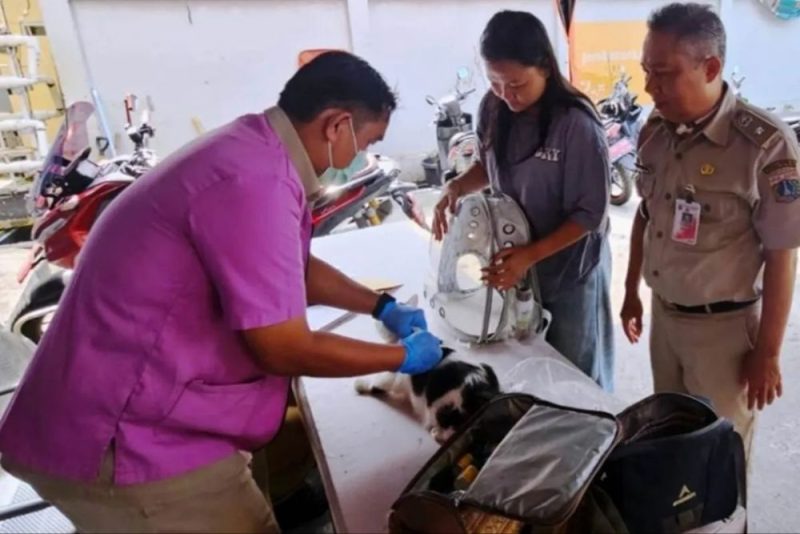 Suku Dinas Ketahanan Pangan, Kelautan dan Pertanian (KPKP) Jakarta Barat memvaksinasi 60 ekor hewan penular rabies (HPR) di wilayah Jembatan Lima, Tambora, Kamis (9/4/2026). 